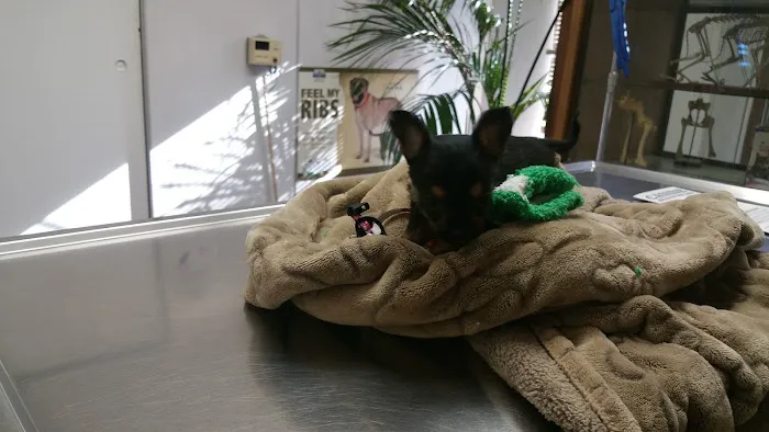 L.A. Pet Clinic Picture 3