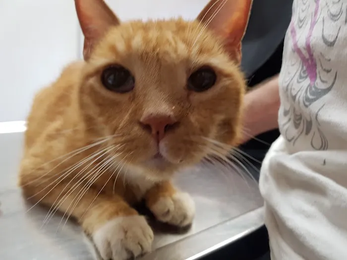 L.A. Pet Clinic Picture 6