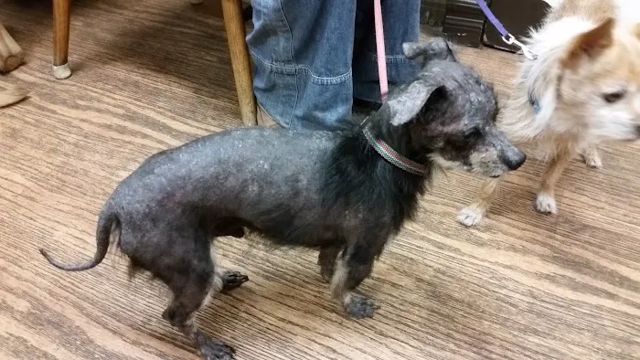L.A. Pet Clinic Picture 8