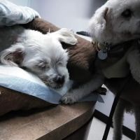 Animal Specialty Group Inc: Sullivan Stacey DVM ico