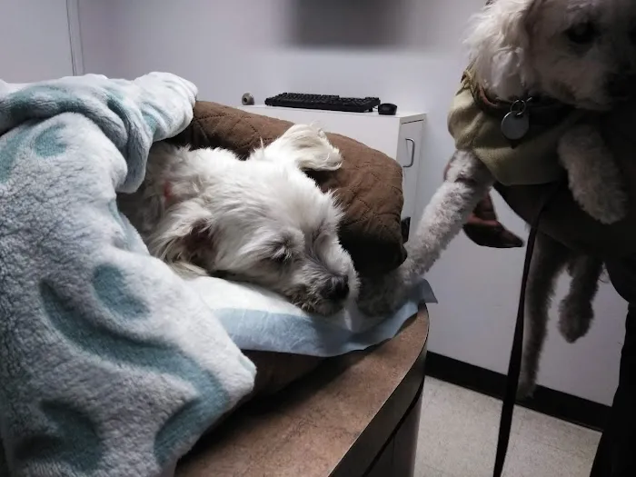 Animal Specialty Group Inc: Sullivan Stacey DVM Picture 2