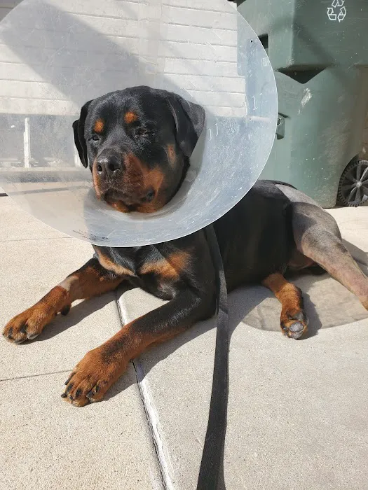 Animal Specialty Group Inc: Sullivan Stacey DVM Picture 5
