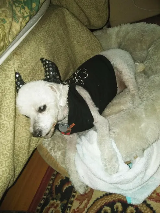 Animal Specialty Group Inc: Sullivan Stacey DVM Picture 7