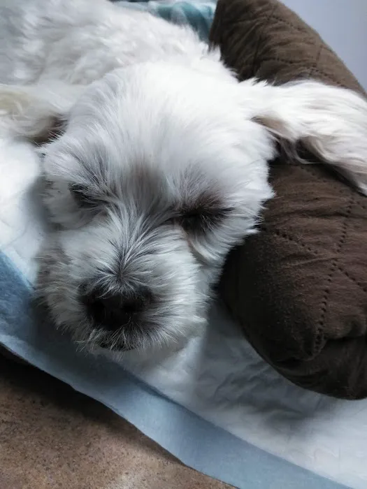 Animal Specialty Group Inc: Sullivan Stacey DVM Picture 10