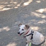 Metropolitan Animal Specialty Hospital Outpatient