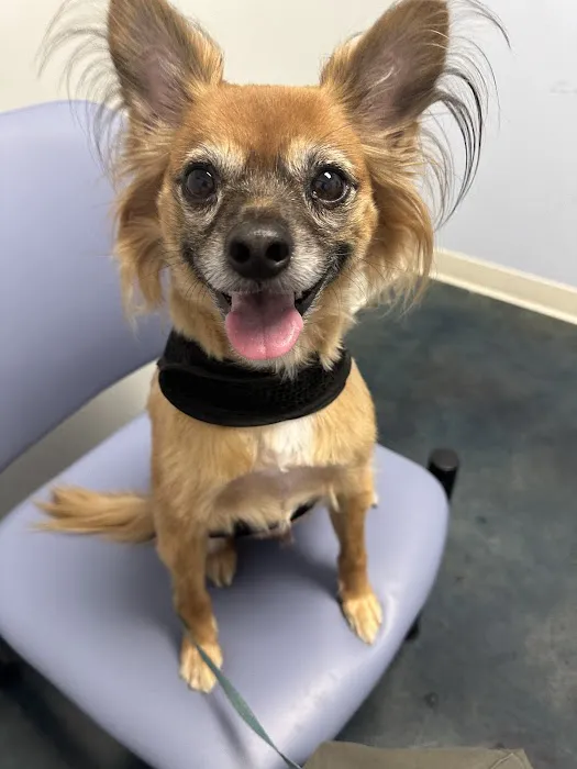 Metropolitan Animal Specialty Hospital Outpatient Picture 5