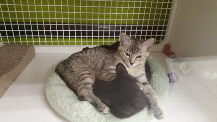 Vetco Vaccination Clinic Picture 1