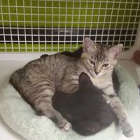 Vetco Vaccination Clinic ico