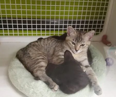 Vetco Vaccination Clinic