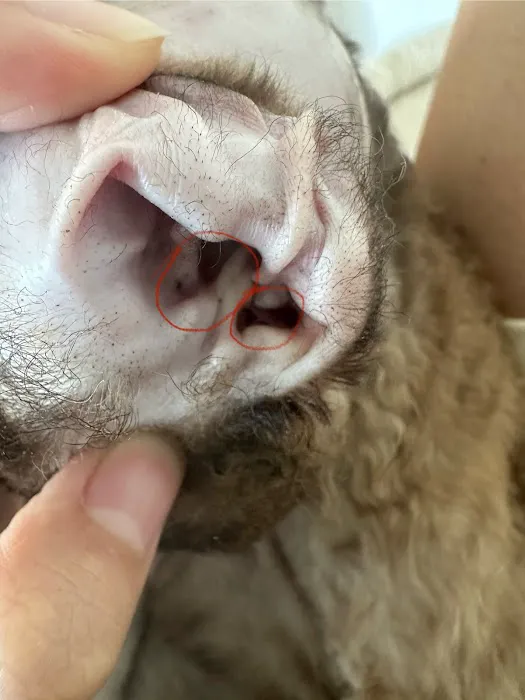 Urgent Care Animal Hospital Picture 2