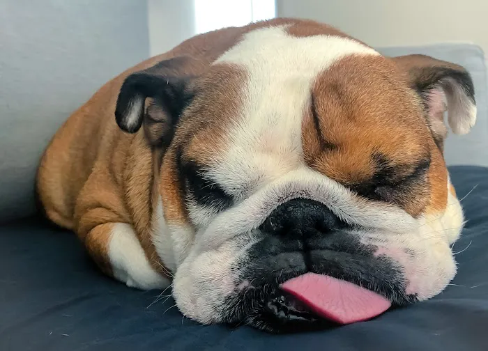 Banfield Pet Hospital Picture 3