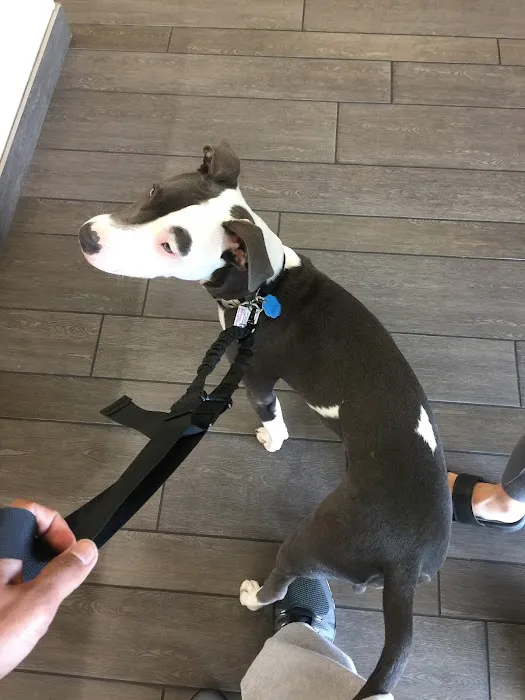 Banfield Pet Hospital Picture 5