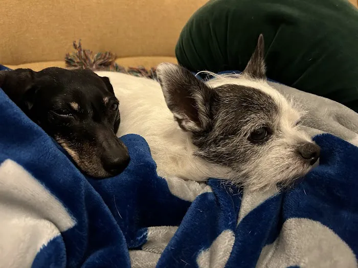 Banfield Pet Hospital Picture 8