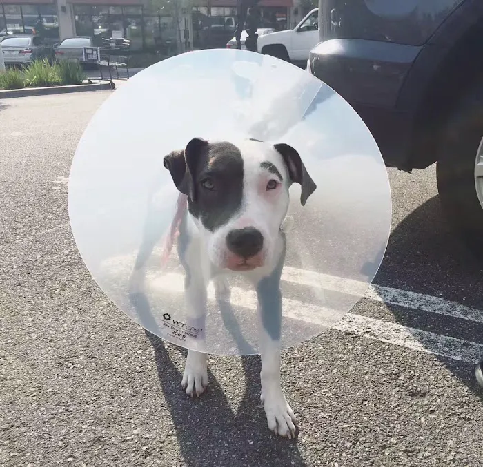 Banfield Pet Hospital Picture 7