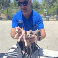 Low Cost Pet Vaccines Eagle Rock Dog Park NO APPOINTMENT EVER NEEDED! ico