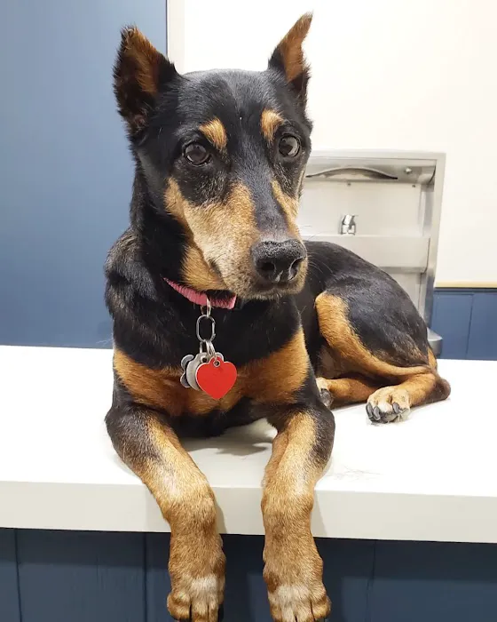 South Pasadena Animal Hospital Picture 2