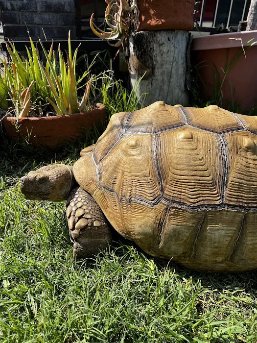 South Pasadena Animal Hospital Picture 9