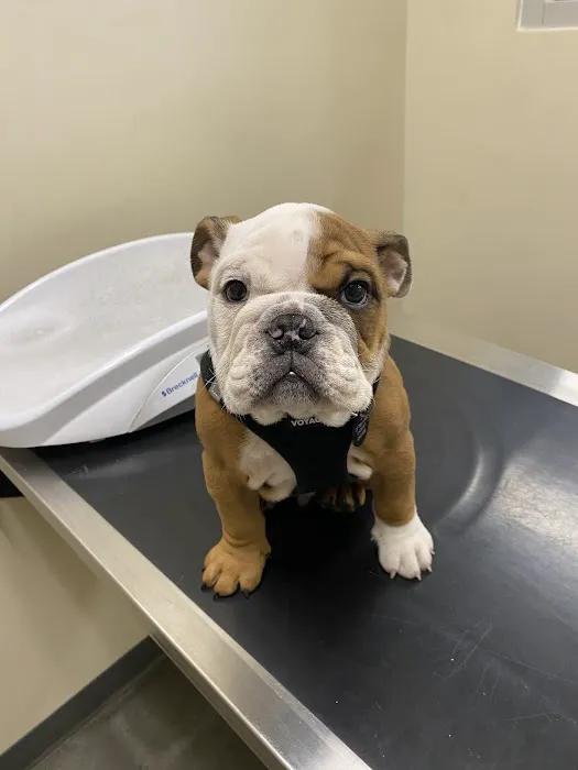 Vetco Total Care Animal Hospital Picture 5