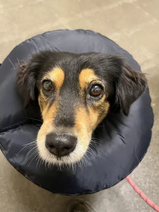 Vetco Total Care Animal Hospital Picture 6