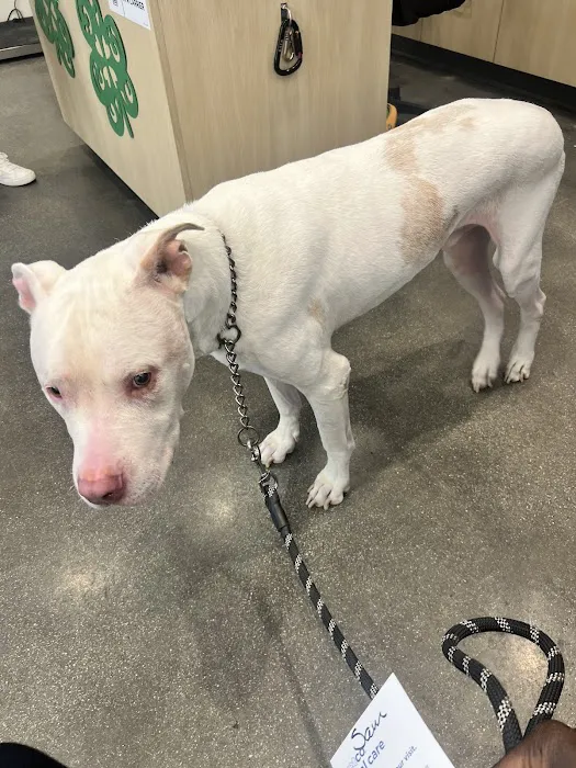 Vetco Total Care Animal Hospital Picture 7