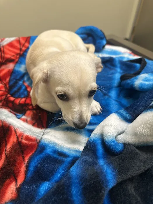 Vetco Total Care Animal Hospital Picture 10
