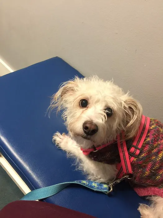 Petsadena Animal Hospital Picture 2