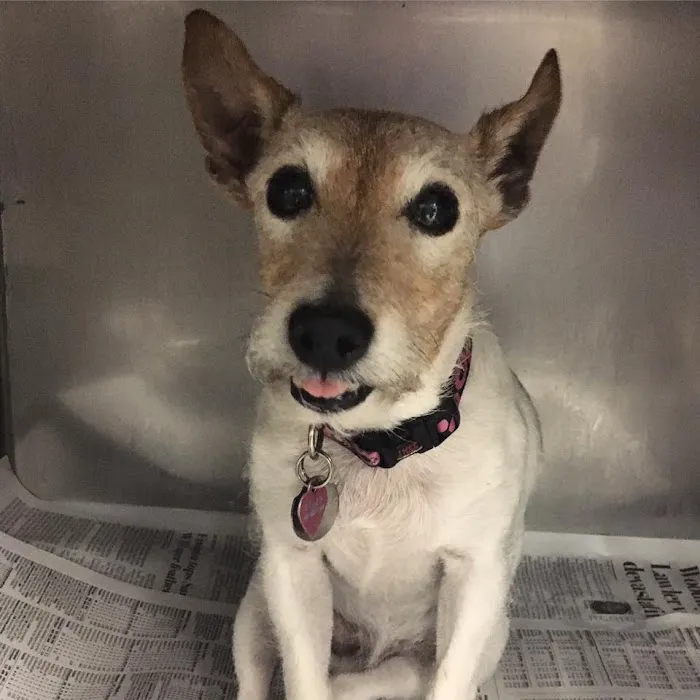 Petsadena Animal Hospital Picture 5