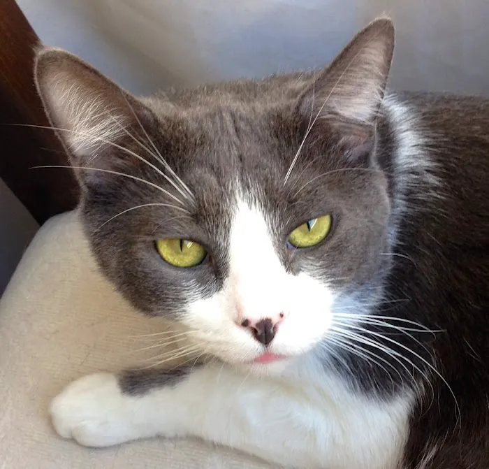 Petsadena Animal Hospital Picture 6