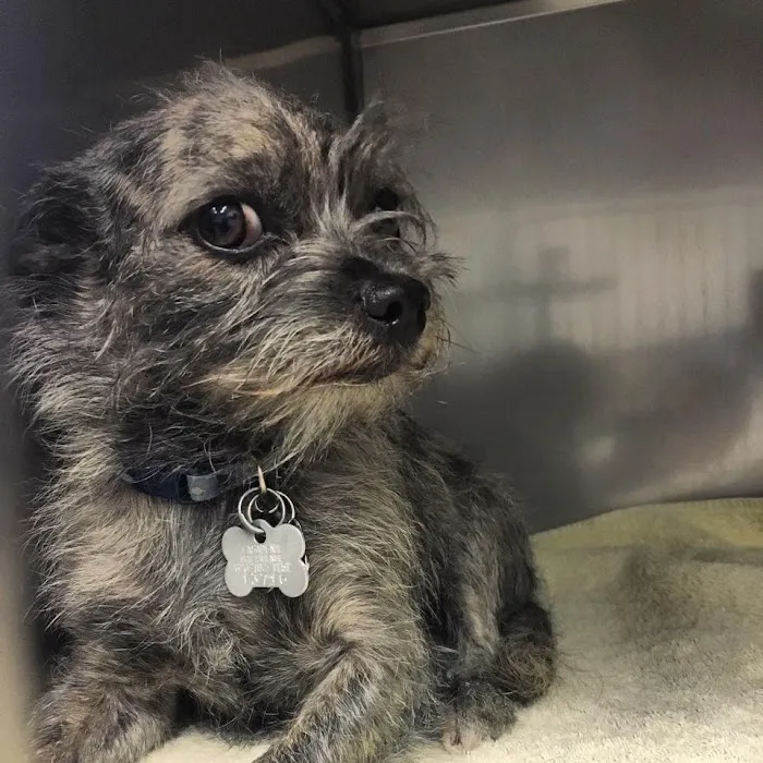 Petsadena Animal Hospital Picture 4