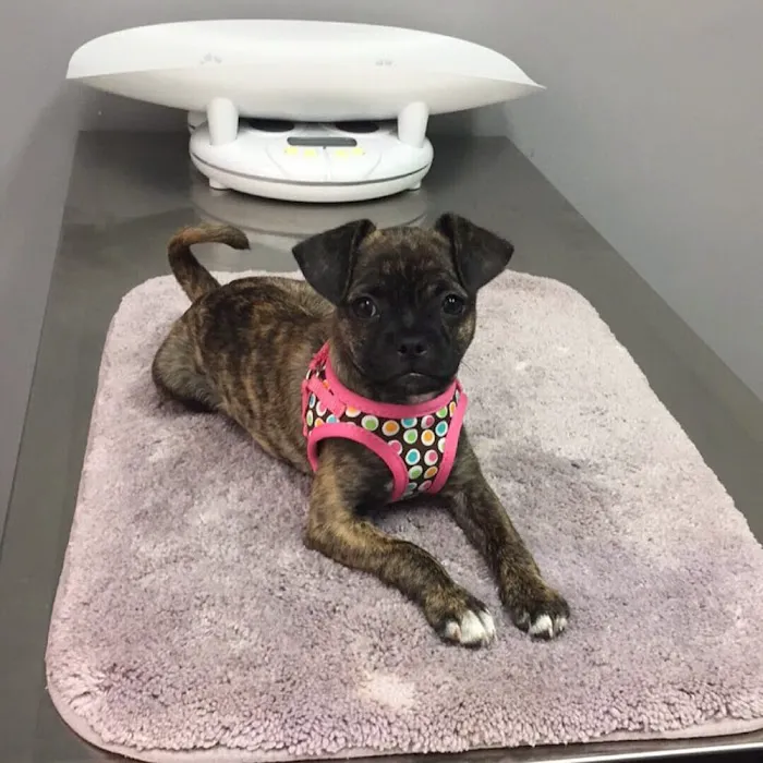 Petsadena Animal Hospital Picture 7