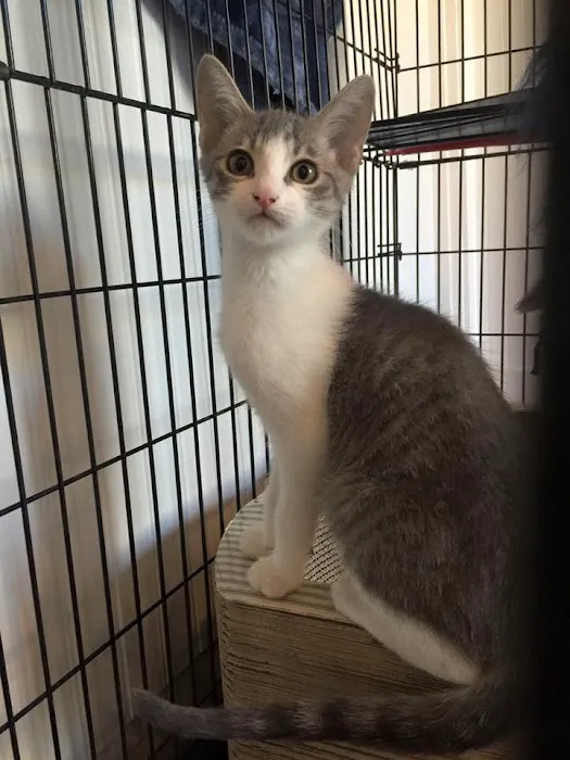 Petsadena Animal Hospital Picture 8