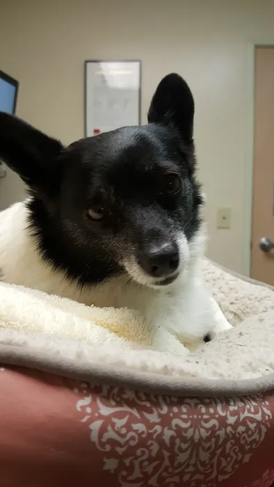 VCA Vets & Pets Animal Hospital Picture 7
