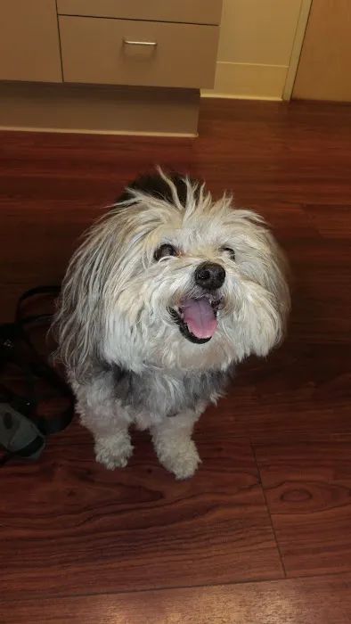VCA Vets & Pets Animal Hospital Picture 6