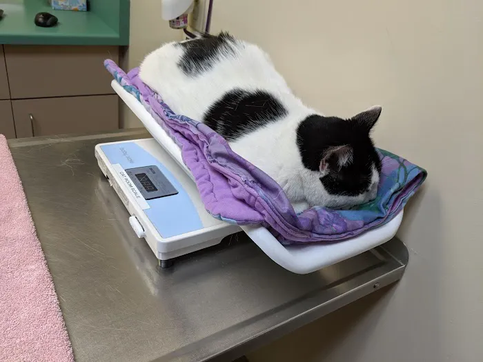 VCA Vets & Pets Animal Hospital Picture 10