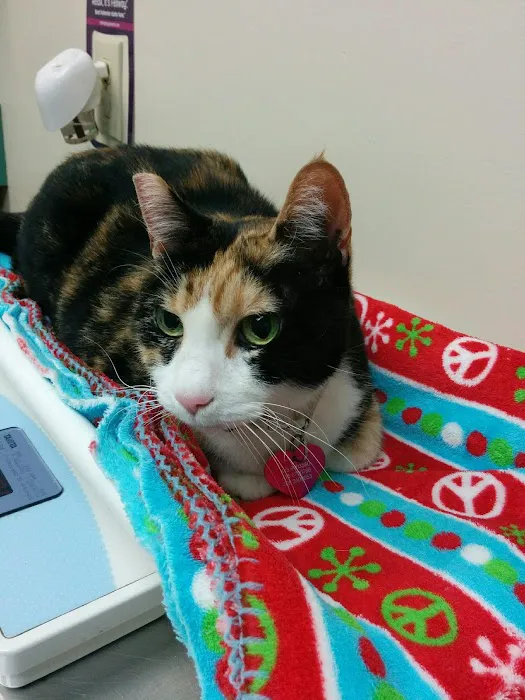 VCA Vets & Pets Animal Hospital Picture 8