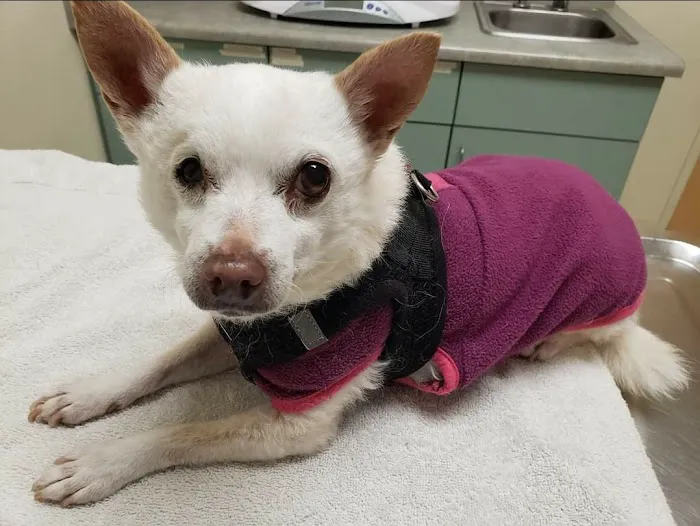 VCA Lawrence Animal Hospital Picture 8