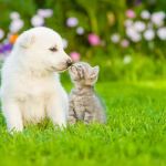 Arroyo Animal Clinic