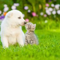 Arroyo Animal Clinic ico