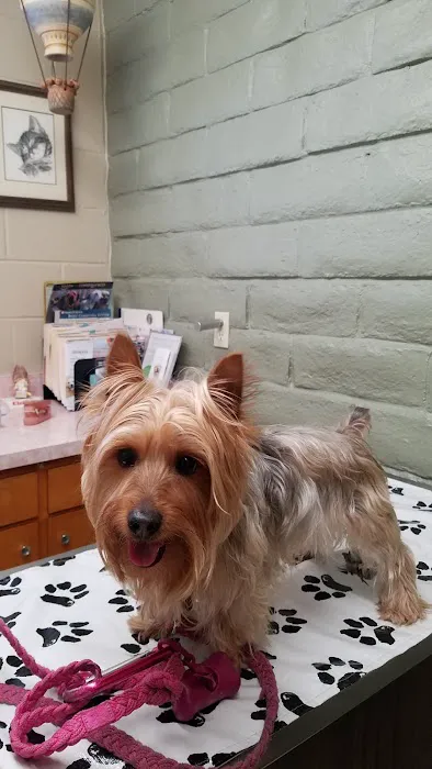 Arroyo Animal Clinic Picture 4