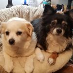 Banfield Pet Hospital