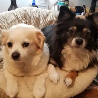 Banfield Pet Hospital ico