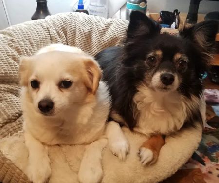 Banfield Pet Hospital