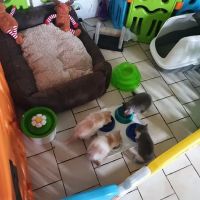 Tailwag Cattery Exotic Shorthair Breeders ico