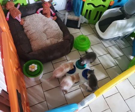 Tailwag Cattery Exotic Shorthair Breeders