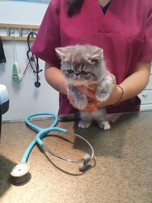 Tailwag Cattery Exotic Shorthair Breeders Picture 2