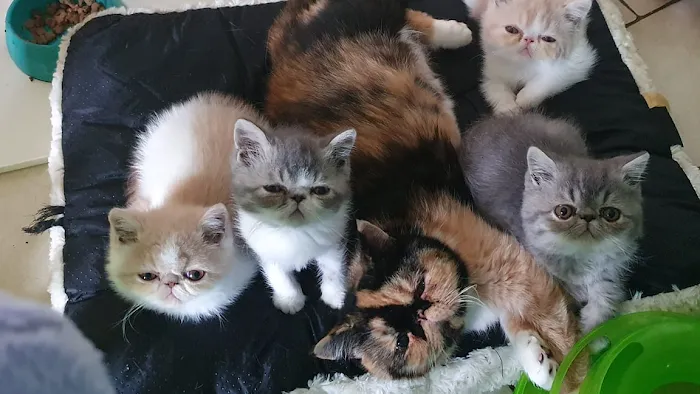 Tailwag Cattery Exotic Shorthair Breeders Picture 3