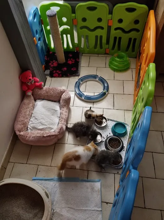 Tailwag Cattery Exotic Shorthair Breeders Picture 6