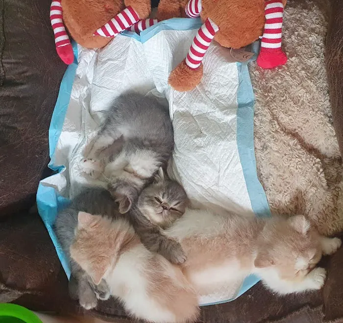 Tailwag Cattery Exotic Shorthair Breeders Picture 7