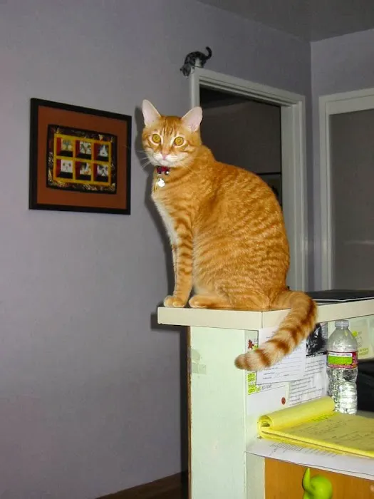 Oak Grove Veterinary Hospital Picture 8