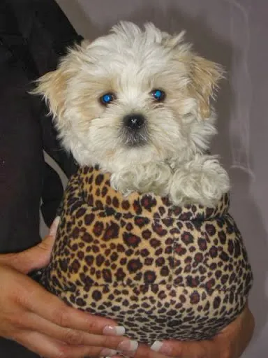 Oak Grove Veterinary Hospital Picture 9